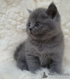 Photo №2 to announcement № 123542 for the sale of british shorthair - buy in Belgium 