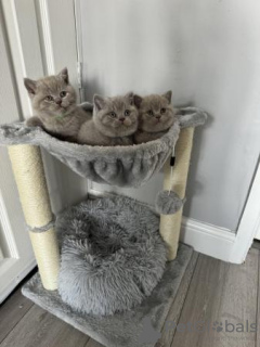 Photo №3. British Shorthair Kittens. Germany