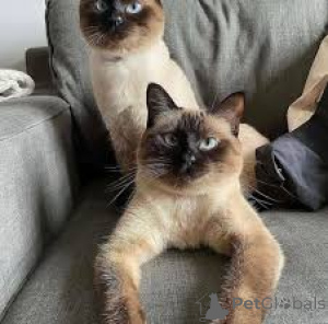 Photo №2 to announcement № 164073 for the sale of siamese cat - buy in Finland private announcement, breeder