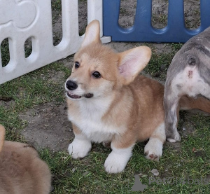 Photo №1. welsh corgi - for sale in the city of New Garden | negotiated | Announcement № 168777