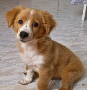 Photo №1.  - for sale in the city of Antheia | 826$ | Announcement № 162997