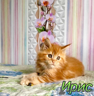 Photo №3. Iris Maine Coon Girl. Russian Federation