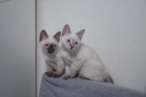 Photo №4. I will sell thai cat in the city of St. Petersburg. from nursery, breeder - price - negotiated