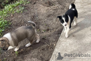 Additional photos: West Siberian Laika cross puppies