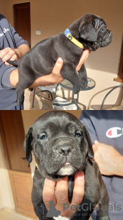 Additional photos: Cane Corso puppies for sale