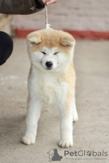 Photo №4. I will sell akita in the city of Belgrade.  - price - negotiated