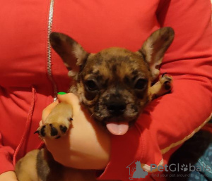 Photo №4. I will sell french bulldog in the city of Tver. private announcement - price - negotiated