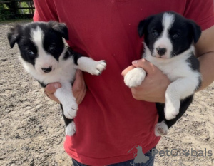 Photo №1. border collie - for sale in the city of Stockholm | 250$ | Announcement № 117973