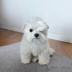 Photo №1. maltese dog - for sale in the city of Helsinki | negotiated | Announcement № 70048