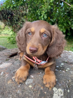 Photo №1. dachshund - for sale in the city of Valmadonna | negotiated | Announcement № 158456