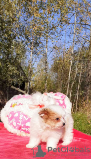 Photo №3. Adorable baby. Russian Federation