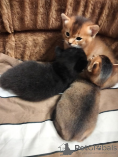 Additional photos: Chausie chausie kittens
