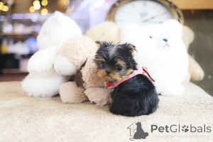 Photo №4. I will sell yorkshire terrier in the city of Colorado City. breeder - price - 268$