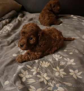 Photo №3. Ambalangan ayura ya poodle. Serbia