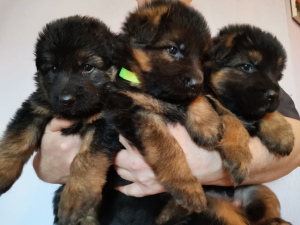 Photo №2 to announcement № 5727 for the sale of german shepherd - buy in Russian Federation private announcement, from nursery
