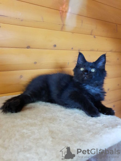 Additional photos: Black Maine Coon, a gorgeous kitten with an interesting personality