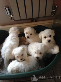 Photo №4. I will sell bichon frise in the city of Delsbo. private announcement, breeder - price - 619$