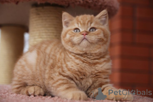 Photo №1. american shorthair - for sale in the city of Челадна | Is free | Announcement № 56301