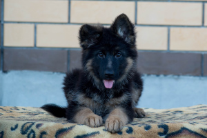 Photo №4. I will sell german shepherd in the city of Kursk. private announcement - price - 335$