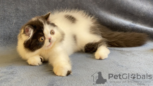Photo №2 to announcement № 7717 for the sale of persian cat - buy in Ukraine from nursery