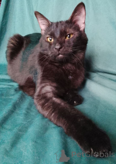 Photo №3. Sabrina is looking for a home.. Russian Federation