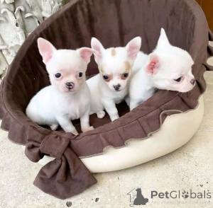 Photo №2 to announcement № 160943 for the sale of poodle (toy) - buy in Finland private announcement, breeder