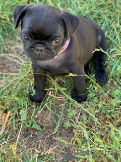 Photo №1. pug - for sale in the city of Berlin | 449$ | Announcement № 95823