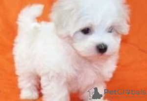 Photo №3. Maltese puppies for adoption. Germany