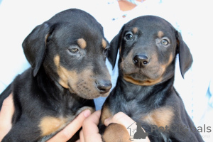 Photo №2 to announcement № 159428 for the sale of dobermann - buy in Belgium private announcement