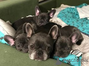 Photo №2 to announcement № 13321 for the sale of french bulldog - buy in Ukraine private announcement