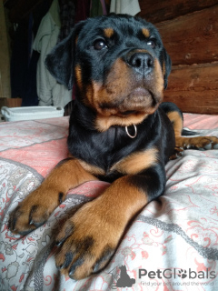 Photo №1. rottweiler - for sale in the city of Rezekne | negotiated | Announcement № 100929