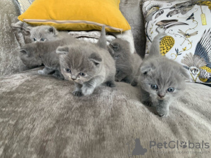 Photo №1. scottish fold - for sale in the city of Wetteren | Is free | Announcement № 128866