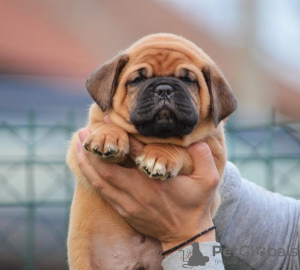 Additional photos: Bordeaux mastiff