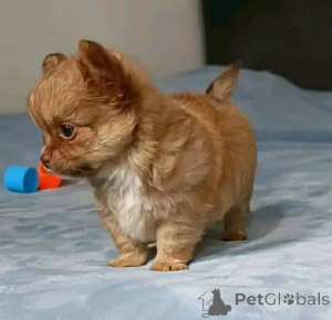 Photo №2 to announcement № 166544 for the sale of chihuahua - buy in United States breeder