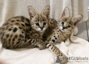 Photo №2 to announcement № 99642 for the sale of savannah cat - buy in Norway private announcement, from nursery, from the shelter, breeder