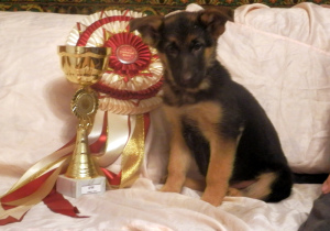 Photo №4. I will sell german shepherd in the city of Krasnoyarsk. from nursery, breeder - price - 335$