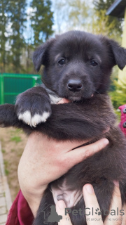 Photo №1. non-pedigree dogs - for sale in the city of Minsk | Is free | Announcement № 45540