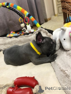 Photo №3. both male an female french bulldog puppies available, they're good with kids and. Ukraine