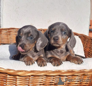 Photo №2 to announcement № 164410 for the sale of dachshund - buy in Serbia 