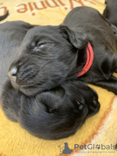 Photo №1. flat-coated retriever - for sale in the city of Żary | negotiated | Announcement № 107853