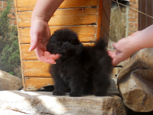 Photo №4. I will sell pomeranian in the city of Krasnodar. private announcement - price - negotiated