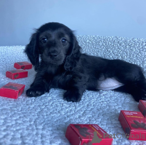 Photo №2 to announcement № 146291 for the sale of dachshund - buy in United States private announcement