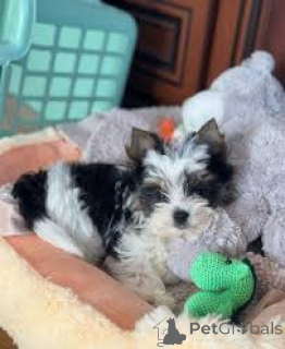 Photo №1. yorkshire terrier - for sale in the city of Manchester | 723$ | Announcement № 165718