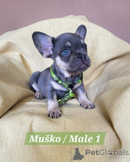Photo №2 to announcement № 166709 for the sale of french bulldog - buy in Serbia breeder