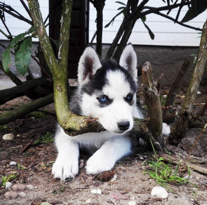 Photo №1. siberian husky - for sale in the city of Valga | 792$ | Announcement № 2257