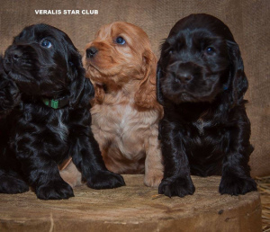 Photo №2 to announcement № 6368 for the sale of english cocker spaniel - buy in Ukraine from nursery