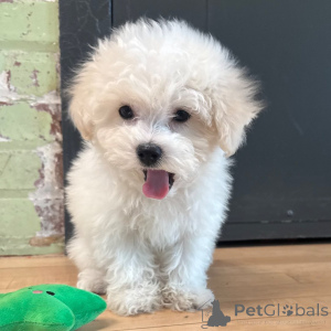 Photo №1. bichon frise - for sale in the city of Timișoara | negotiated | Announcement № 165221