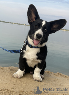 Photo №1. welsh corgi - for sale in the city of Kherson | 805$ | Announcement № 11011