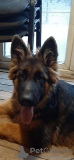 Photo №2 to announcement № 16871 for the sale of german shepherd - buy in Poland breeder