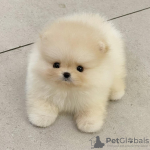 Photo №1. pomeranian - for sale in the city of Tel Aviv | negotiated | Announcement № 83966